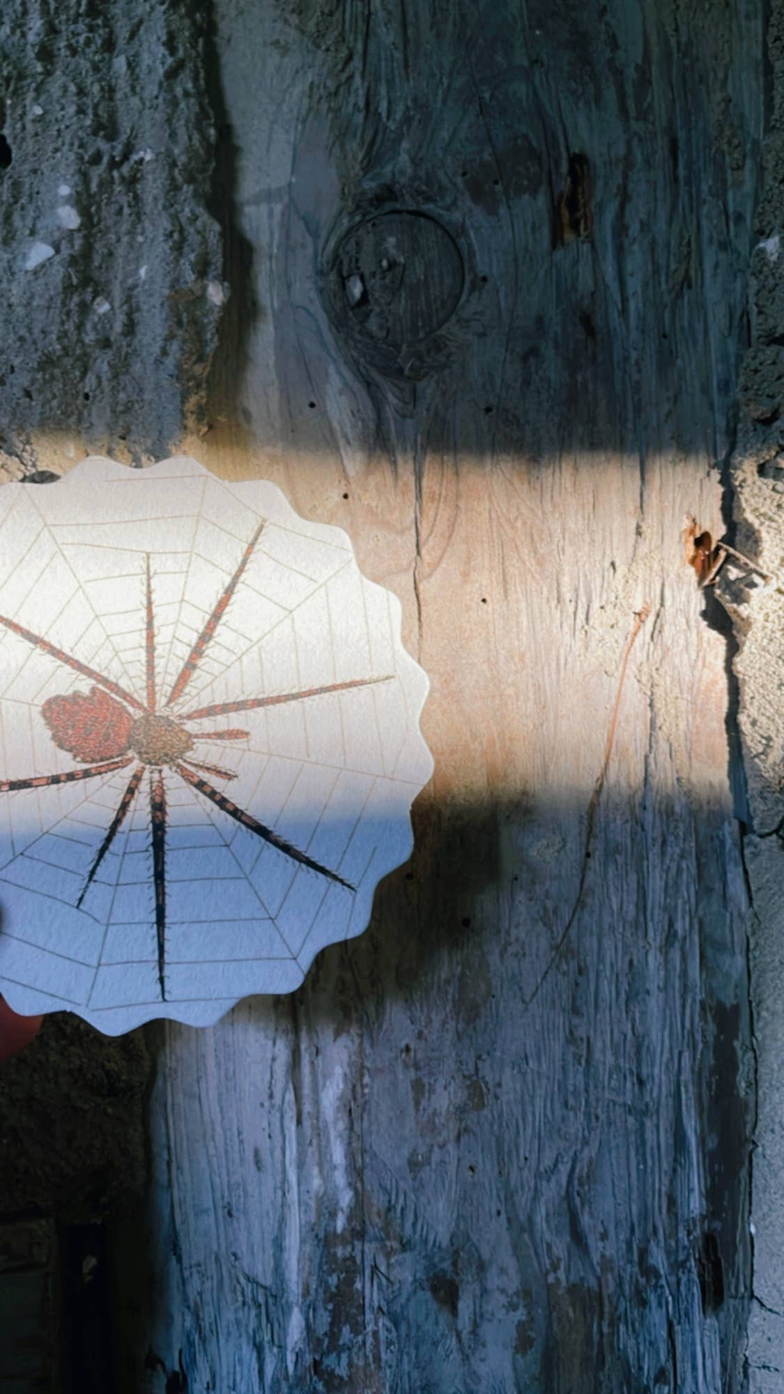 Untersetzer-Set Insekten 🐞🐝🪲