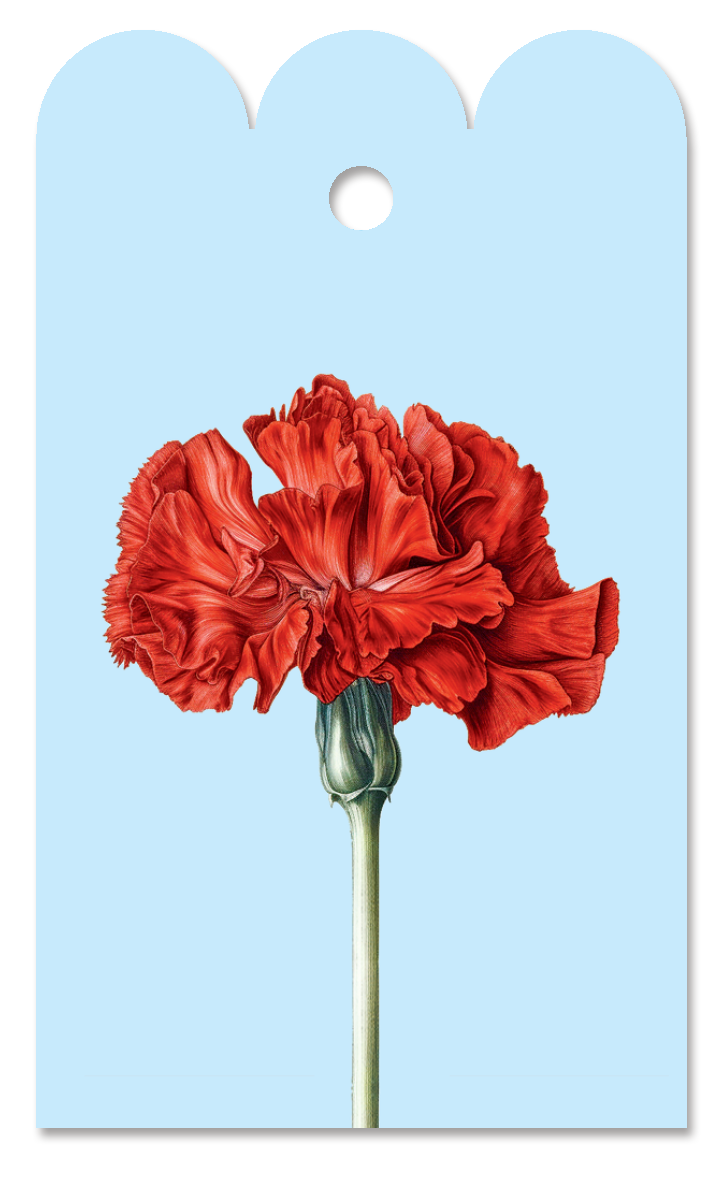 Nelken Blumen-Geschenkanhänger