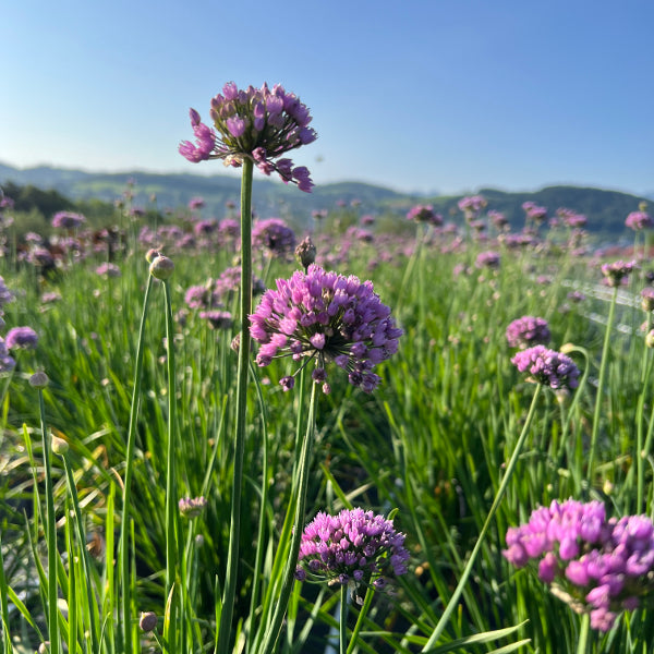 Berg-Lauch (Allium senescens) – Blauer Zierlauch für Steingarten und Beet, winterhart