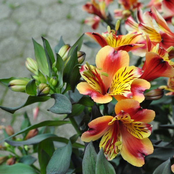 Inkalilie Indian Summer: Exotische Blütenpracht aus Schweizer Produktion