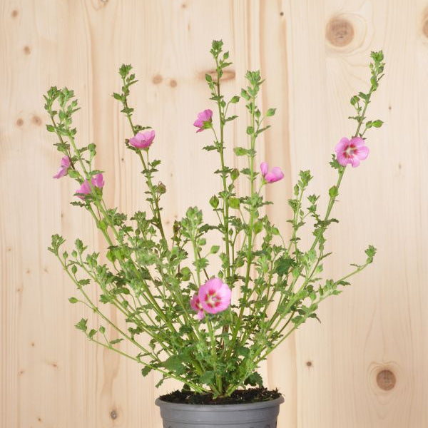 Kapmalve Lady in Pink – Blütenschmuck und Insektenfreund für Balkon und Terrasse