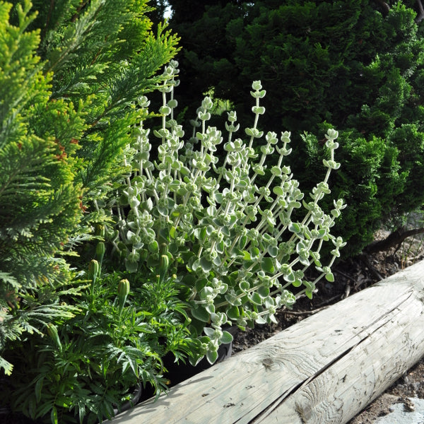 Kretische Schwarznessel – mediterraner Blattschmuck, winterhart und insektenfreundlich