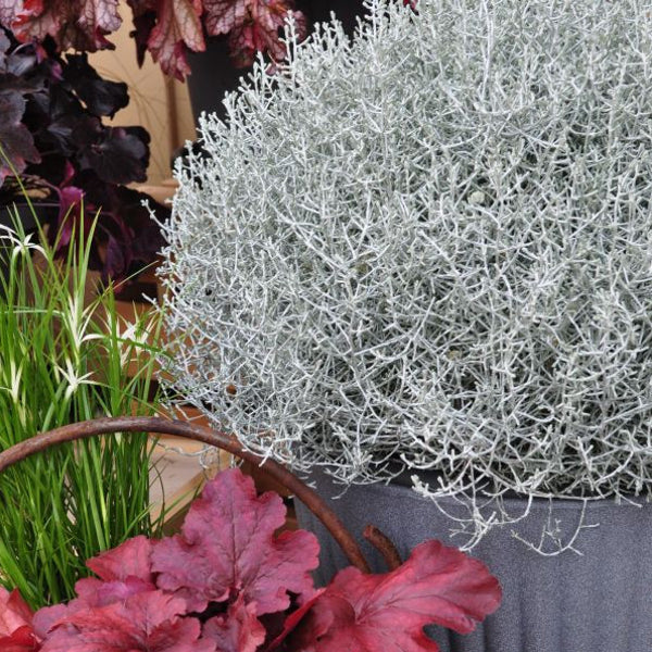 Der silberne Winterschmuck, Silberkopf - Calocephalus brownii Silver