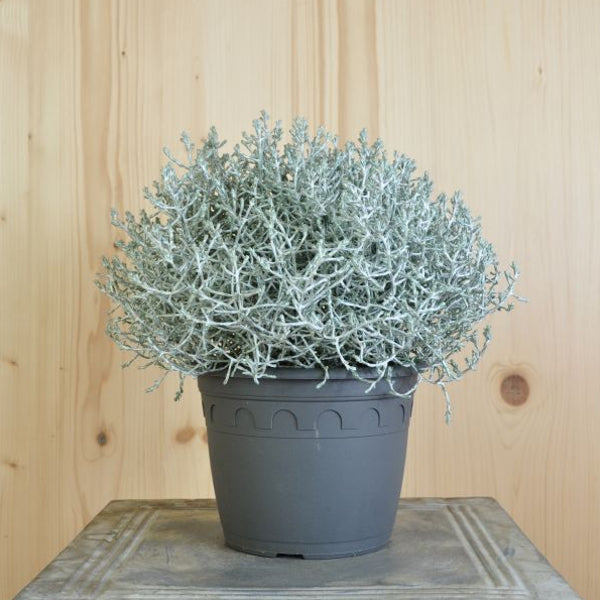 Der silberne Winterschmuck, Silberkopf - Calocephalus brownii  Silver