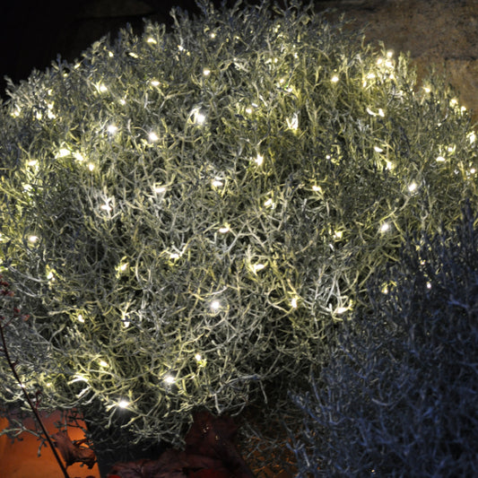 Der silberne Winterschmuck, Silberkopf - Calocephalus brownii Silver mit Lichterkette