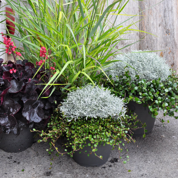 Silberkopf mit Mühlenbeckia im 35er Topf – Saisonpflanze im herbstlichen Mix