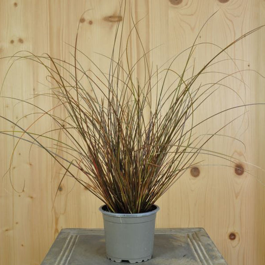 Die schoggi-braune Braune Segge - Carex comans Milk Chocolate