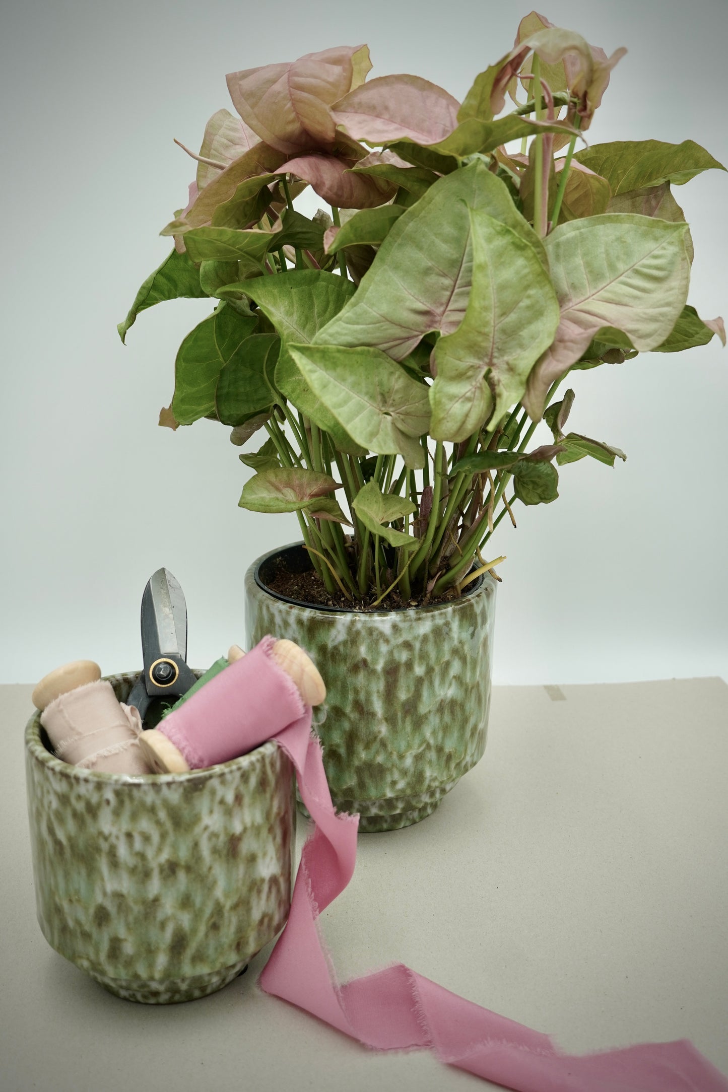 Purpurtute `Red Heart`