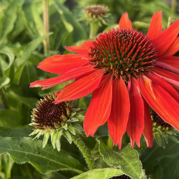 Echinacea purpurea Orange – Schein-Sonnenhut als schmetterlingsfreundliche Staude aus Schweizer Produktion