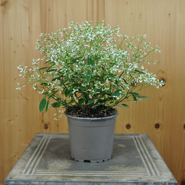 Zauberschnee Euphorbia Diamond Frost – weisser Sommerflor, nützlich für Insekten