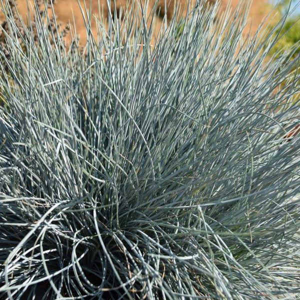 Garten-Blauschwingel Azurit – eisblaues Ziergras aus Schweizer Produktion