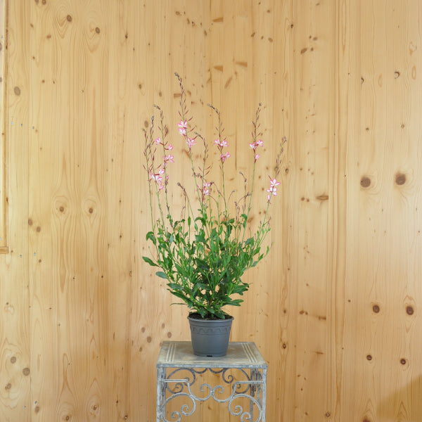 Prachtkerze Rosa – Saisonpflanze für Bienenfreunde