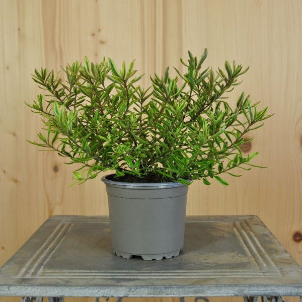 Strauchveronika - Hebe gracillima Bronce Baby