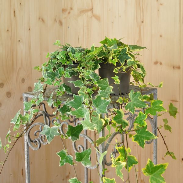 Efeu - Hedera helix Mix Panaschiert