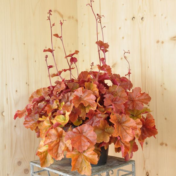 Heuchera Timeless Orange – Purpurglöckchen als blühende Blattschmuckstaude in kräftigem Orange