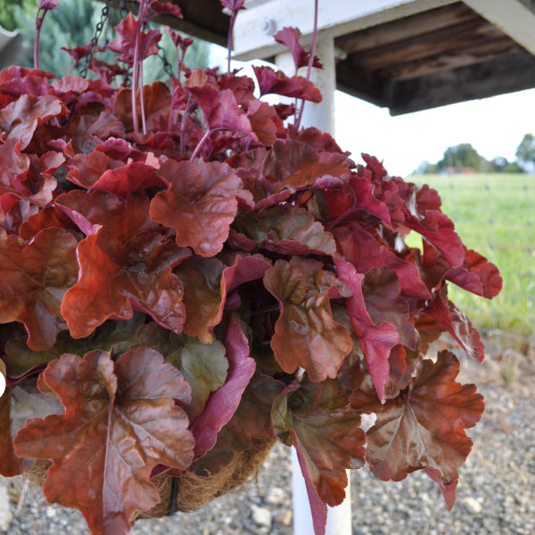 Purpurglöckchen Timeless Orange – farbenfrohe herbstliche Hänge-Ampel aus Schweizer Produktion