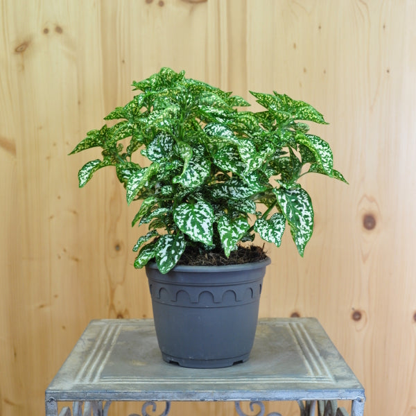 Hypoestes phyllostachya Hippo White als Saisonpflanze im 14er Topf – Hüllenklaue mit weissen Blättern