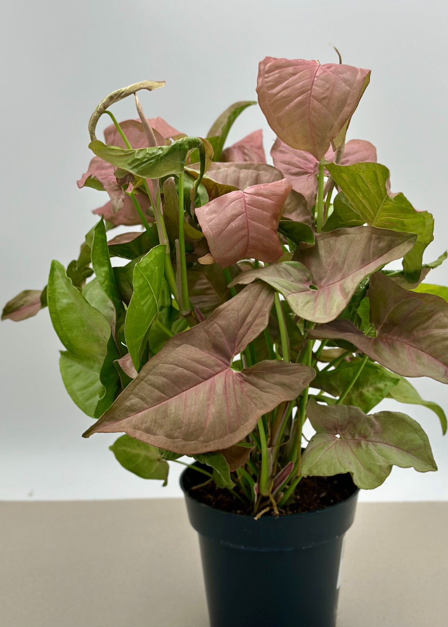 Purpurtute `Red Heart`