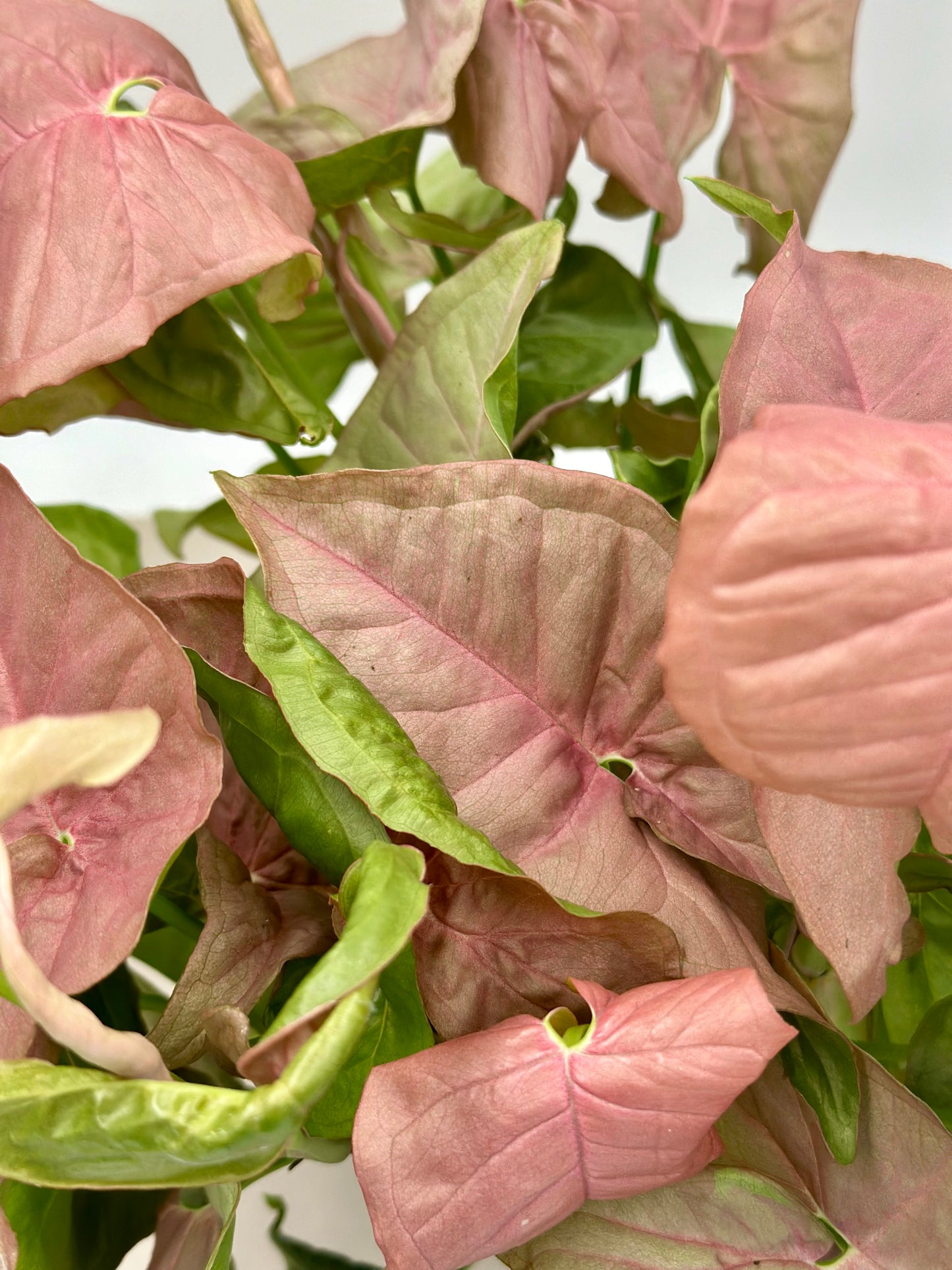 Purpurtute `Red Heart`