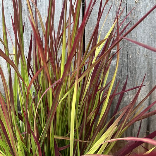 Das wärmeliebendes Japanisches Blutgras - Imperata cylindrica Red Baron