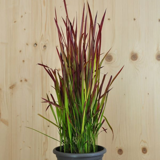 Das wärmeliebendes Japanische Blutgras - Imperata cylindrica Red Baron