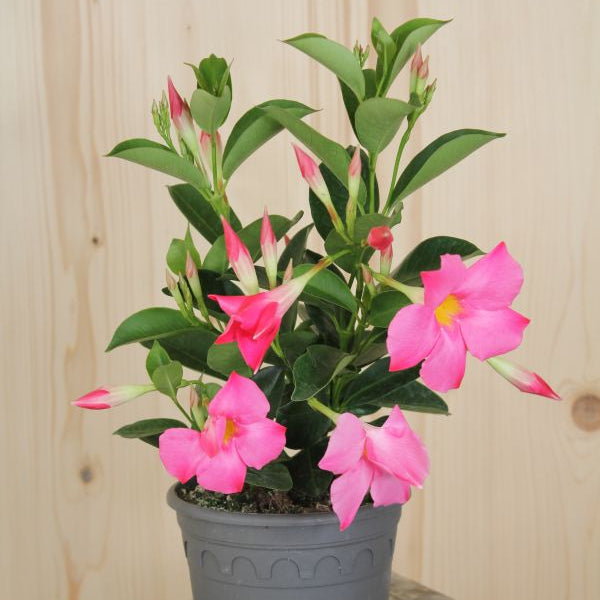 Dipladenia Bella Pink – Trichterblüte als farbenfroher Sommerflor
