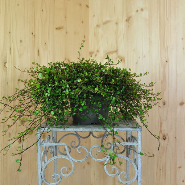 Mühlenbeckie - Muehlenbeckia complexa Feinblättrig