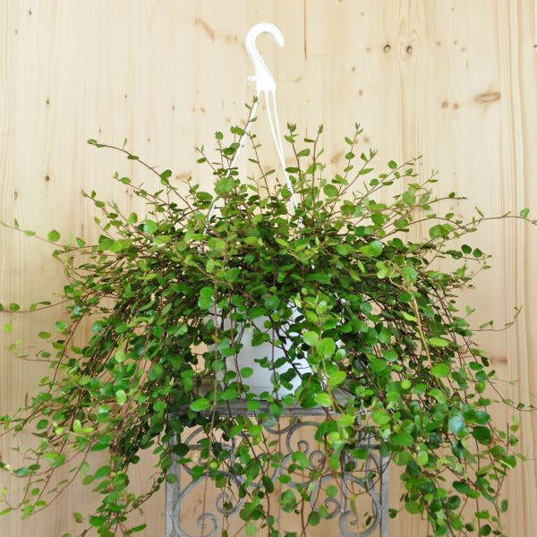 Ein Blattvorhang aus Mühlenbeckie - Muehlenbekia Ampel Grobblätterig