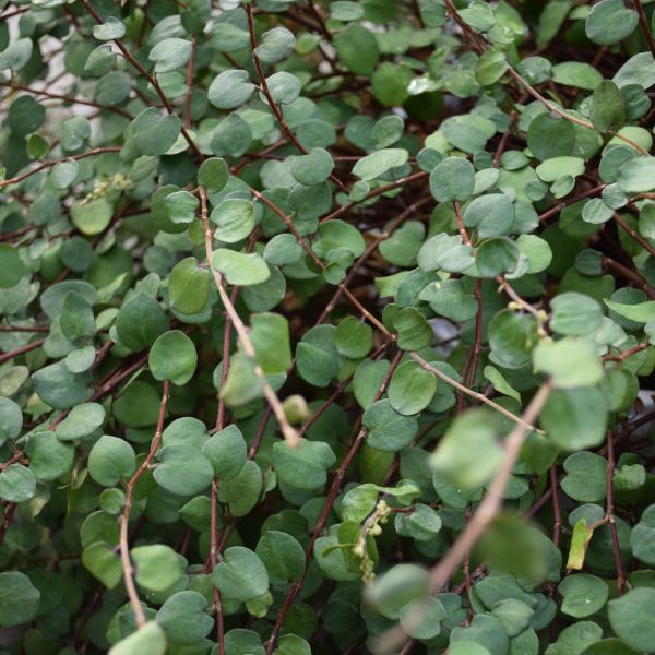 Mühlenbeckie - Muehlenbeckia complexa Grobblättrig