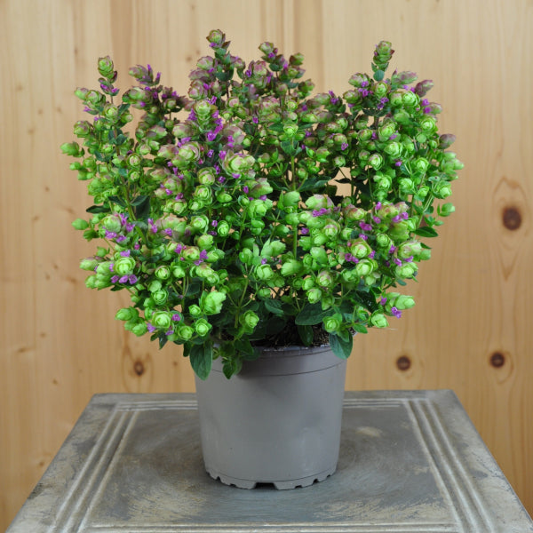 Hopfen-Oregano Deco Pink – Duftende Zierstaude für Sommerbepflanzungen