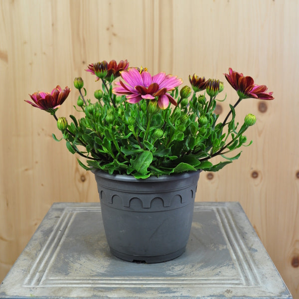 Kapmargerite Pink Sun – Sommerflor für sonnige Standorte