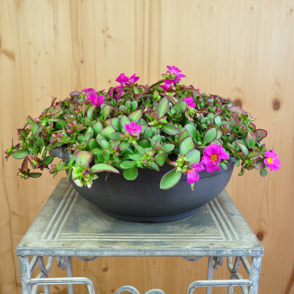 Portulak Fuchsia – Sukkulenter Sommerflor für sonnige Standorte