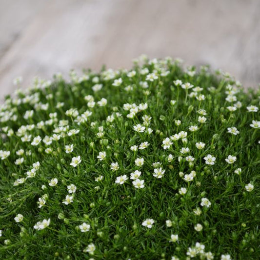 Sternmoos, der grüner Teppich -Sagina subulata Irish Moos dunkel Grün