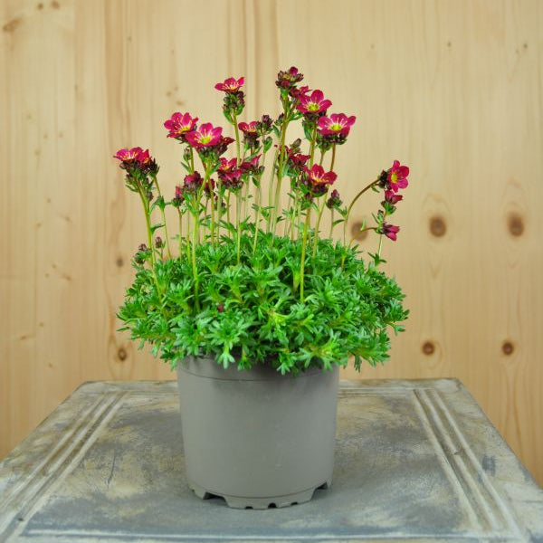 Der rotblühender Moos-Steinbrech - Saxifraga x arendsii Peter Pan Rot