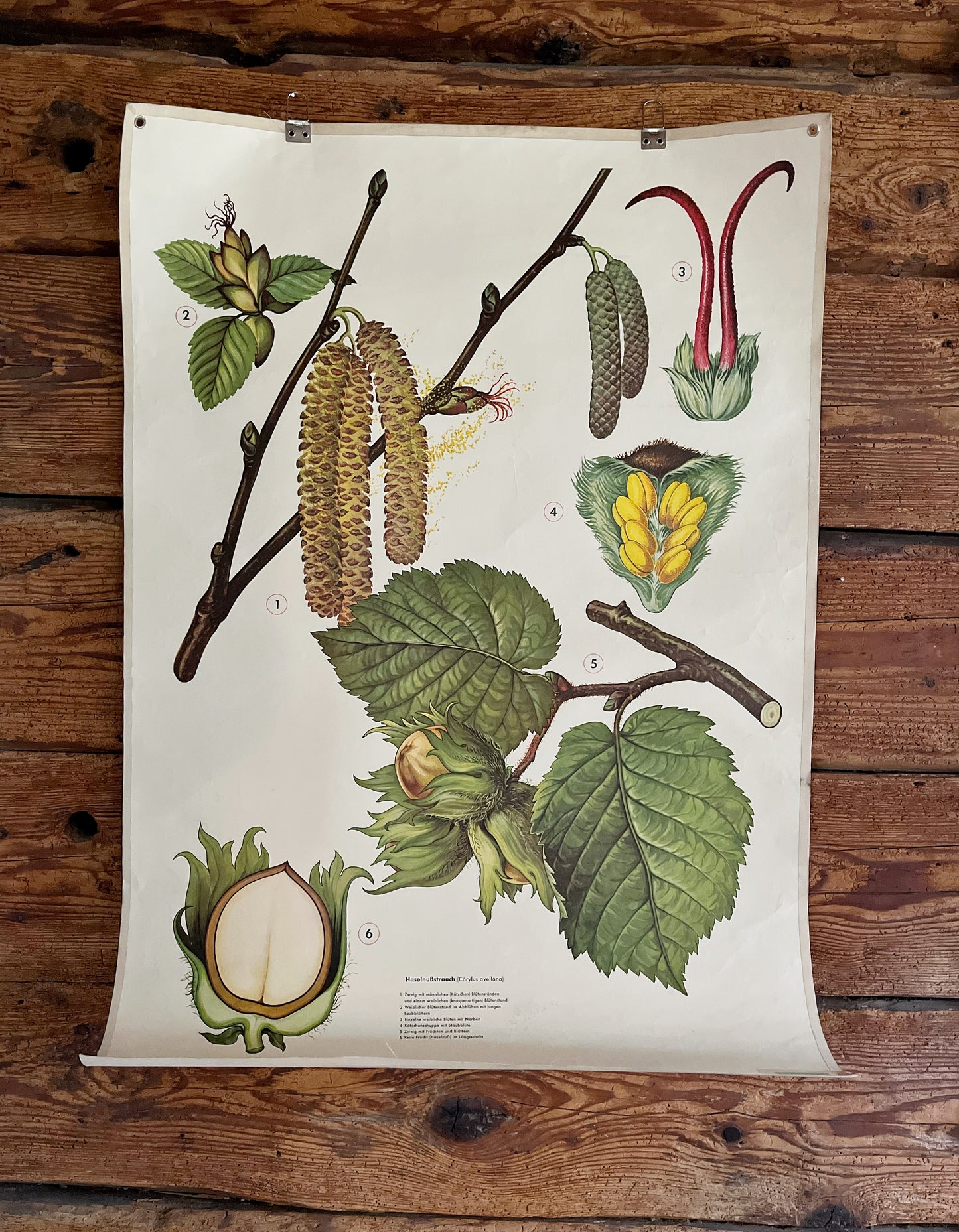 Botanisches Schulplakat original 50er Jahre