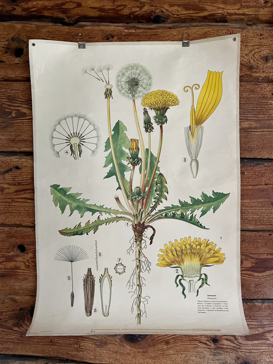 Botanisches Schulplakat original 50er Jahre