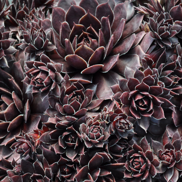 Der robuste Hauswurz - Sempervivum Blushing Garnet