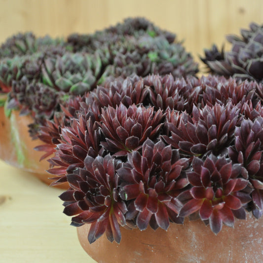 Der robuste Hauswurz - Sempervivum