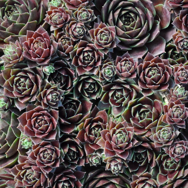Der robuste Hauswurz - Sempervivum Ruby Lime