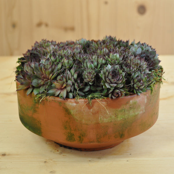 Der robuste Hauswurz - Sempervivum