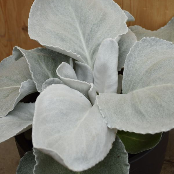 Das Blattschmuck-Kreuzkraut - Senecio candicans Angel Wings
