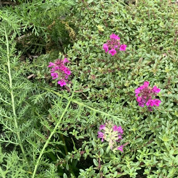 Der frühblühender Sand-Thymian - Thymus Purple Beauty