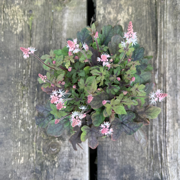 Die teppichbildende Schaumblüte - Tiarella Spring Symphony