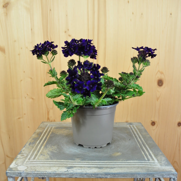Eisenkraut Lascar Black Velvet im 12er Topf – Sommerflor aus Schweizer Produktion
