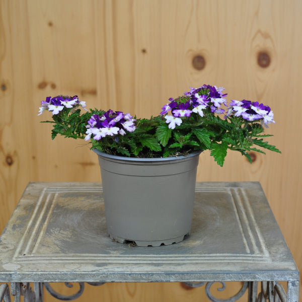 Eisenkraut Lascar Bepo Blue – blauer Sommerflor für Balkon und Garten