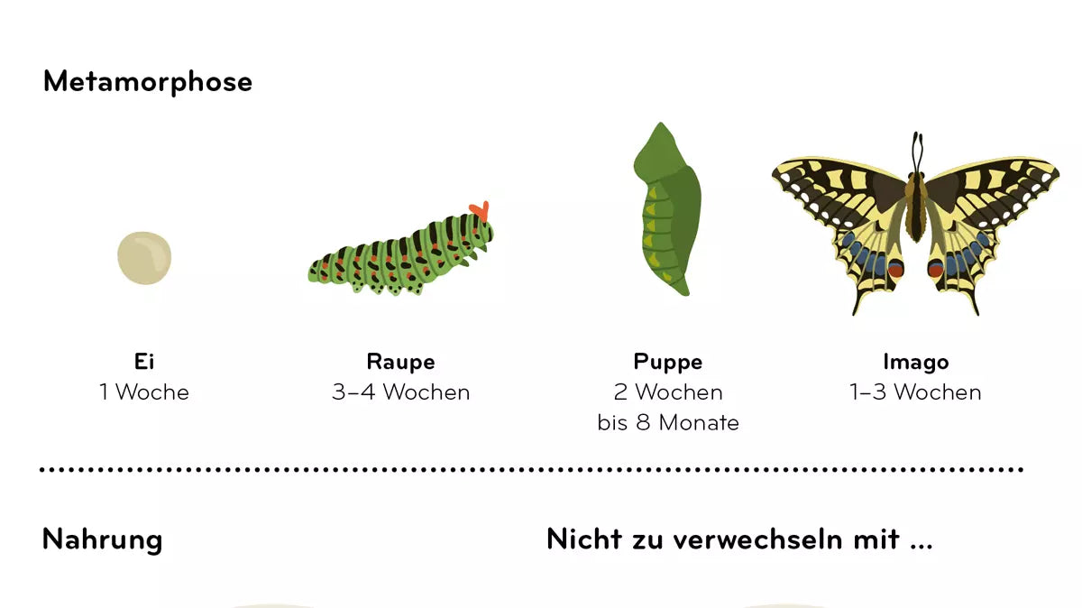 Insektorama – Entdecke und beobachte die faszinierende Welt der Insekten