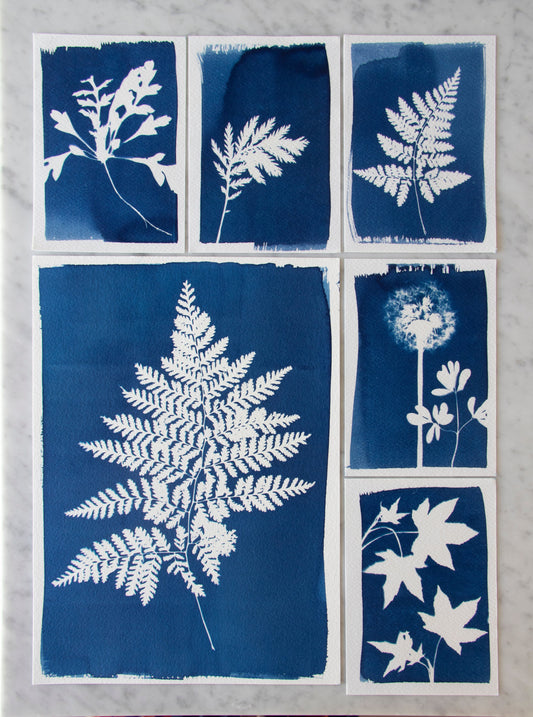 Cyanotype – Pflanzen als Kunst festhalten
