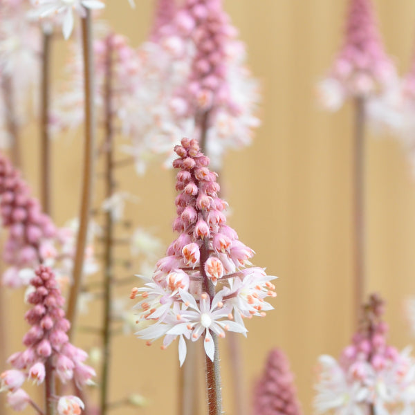 Tiarella Spring Symphony – Schaumblüte als winterharte Bodendeckerstaude