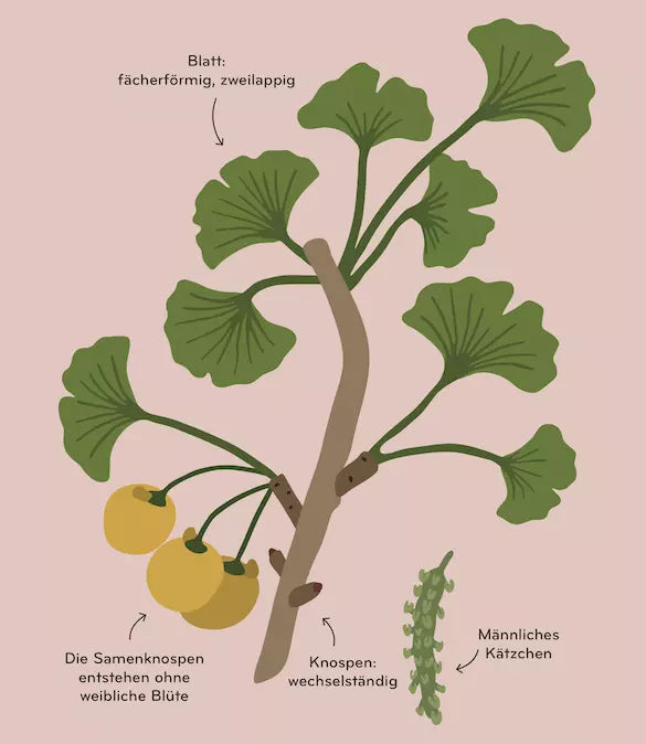 Arborama – Entdecke und beobachte die fabelhafte Welt der Bäume