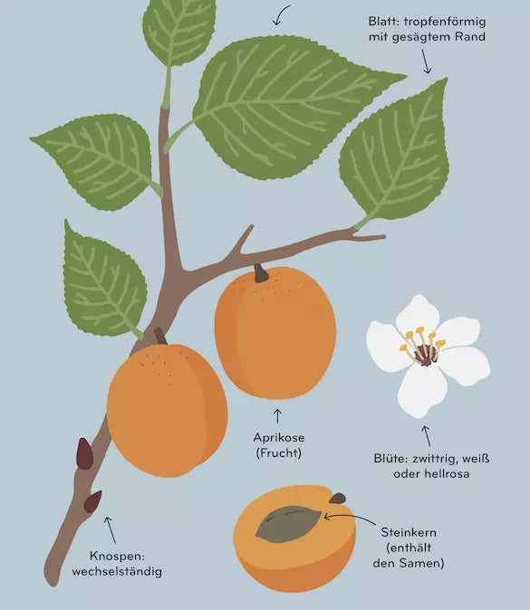 Arborama – Entdecke und beobachte die fabelhafte Welt der Bäume